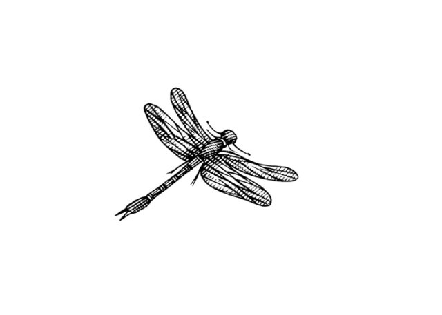 dragonfly art